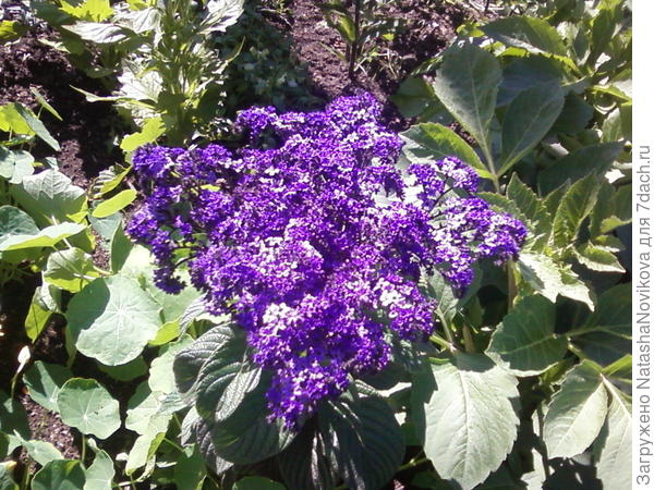 гелиотроп нынче зацвёл в конце июня и на удивление очень ароматен