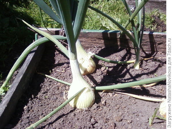 эксибишен то же набирает вес