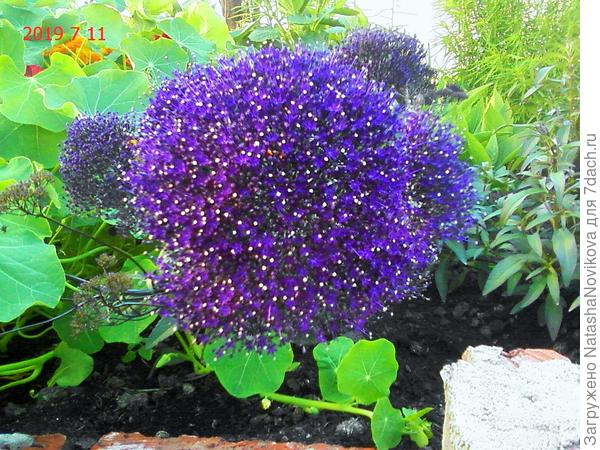 мрачноватая экзотика))