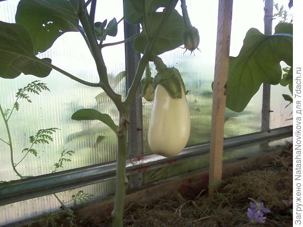 очень вкусные и совсем без горечи