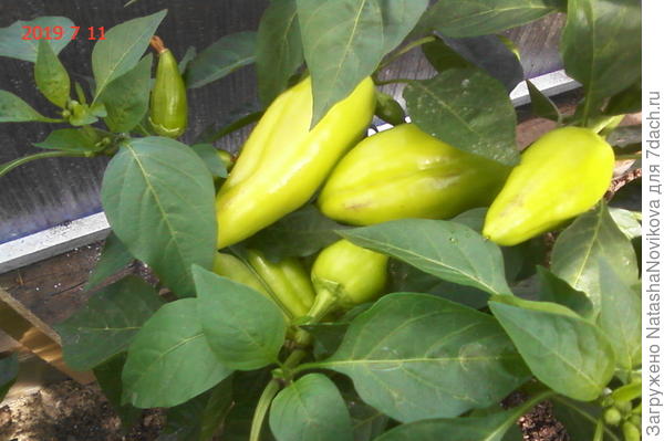 вторая волна перцев подрастает