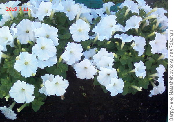 &amp;quot;джоконда&amp;quot; только-только начинает расползаться