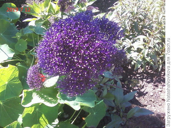 экзотический трахилиум оказался мрачноватым