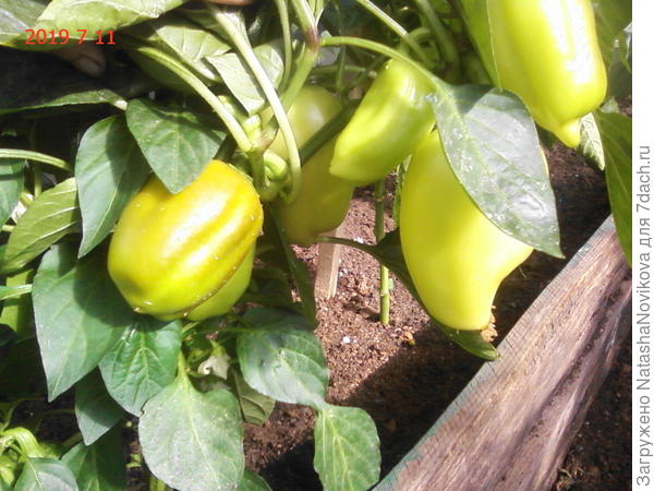 ещё перчики