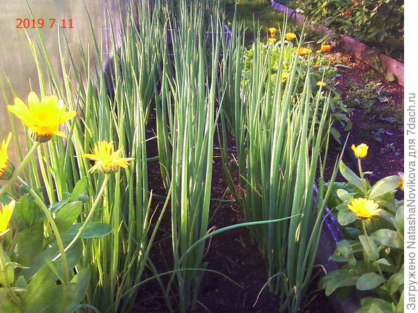 шикарный на вкус, новый в нашем огороде, лук на зелень &amp;quot;Изумрудный F&amp;quot; обещают, что зелень будет до снега, посмотрим))