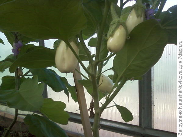 баклажаны &amp;quot;Бибо&amp;quot; набирают вес