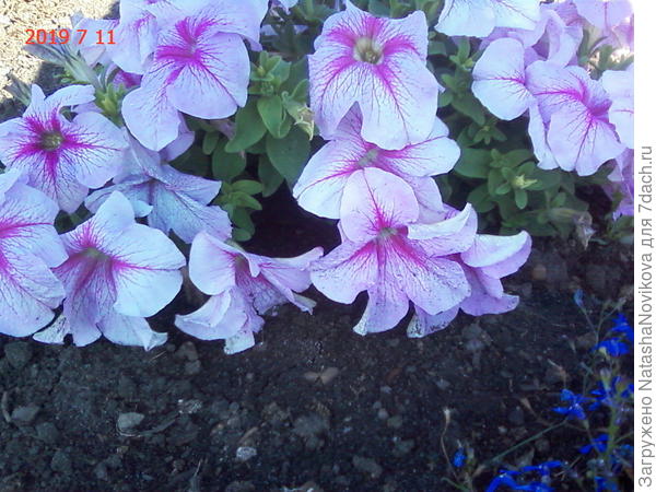 высаживала переросшими, долго болели/приживались