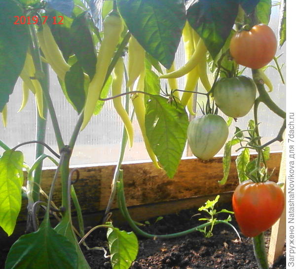 эти под &amp;quot;охраной&amp;quot; жгучего перца