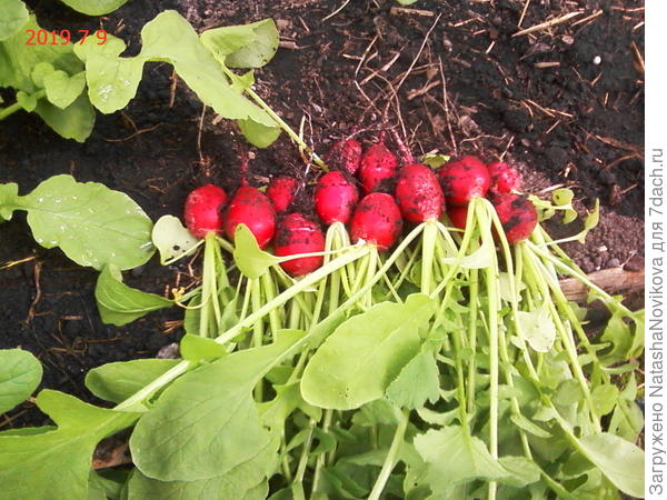 и редис &amp;quot;Черри&amp;quot; вкусе и в салате, и в окрошке