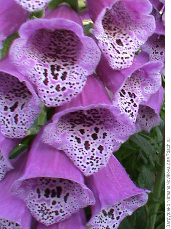 наперстянка с её колокольчиками