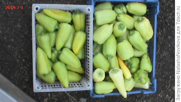 в итогО после первого съёма, который был 01,07, я довольна) а ещё сколько нарастёт))