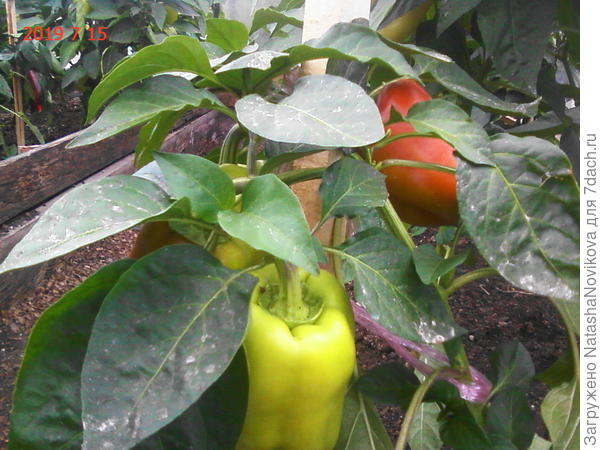 перчики начинают краснеть)) но пришлось снимать, потому что кусты явно перегружены плодами