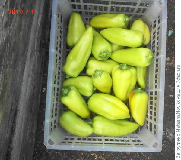 втоой съём с 5 кустиков &quot;иветы&quot;