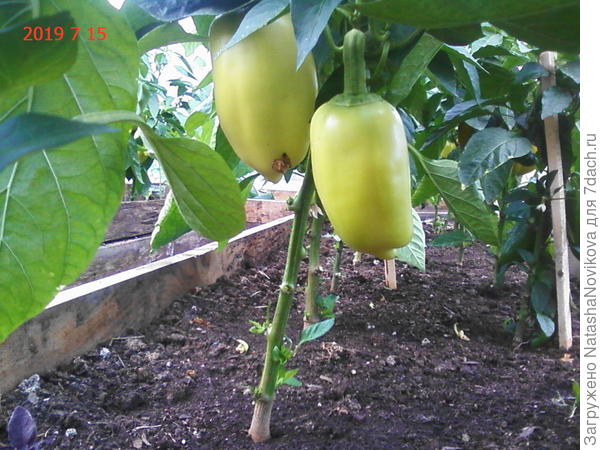 листья опрысканы молоком +вода