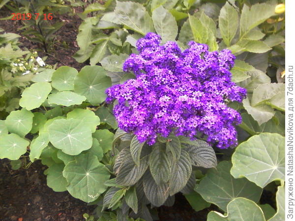 это другой сорт, но очень душистый, запах шоколада и ванили, просто обалдеть))