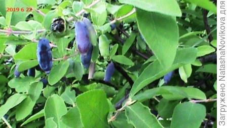 бакчарский великан