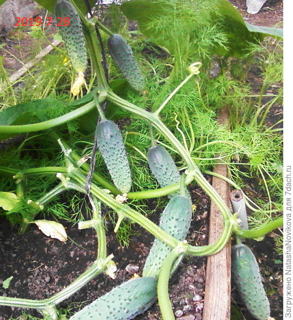 эти хотят убежать от банок, не получится))