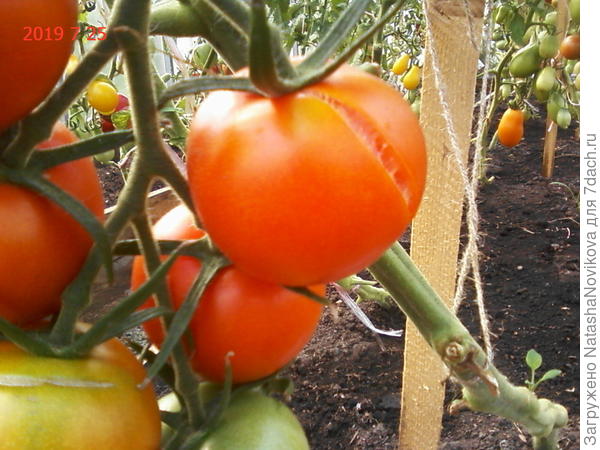 сахарные и сочные