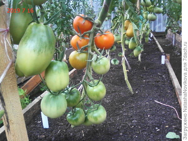 продолжают созревать