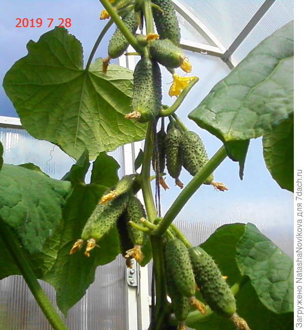 под потолок