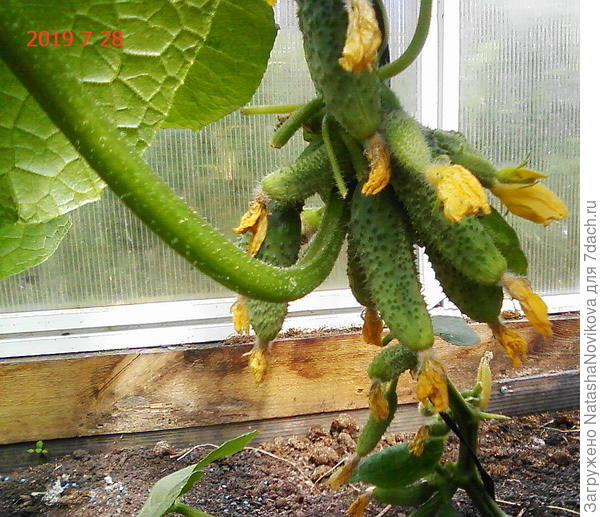 пучок Маринды