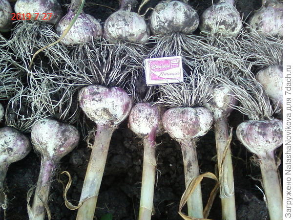 выкопали и пару часиков полежал на солнышке