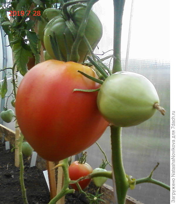 плечики у Р/М всегда имеются.