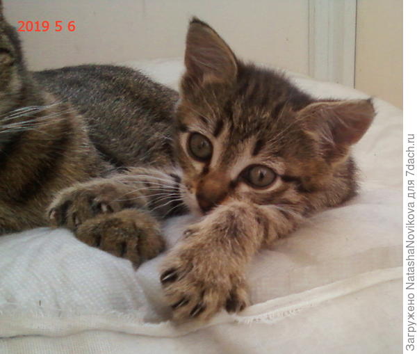 Рыська растёт настоящей рысью, с когтями))