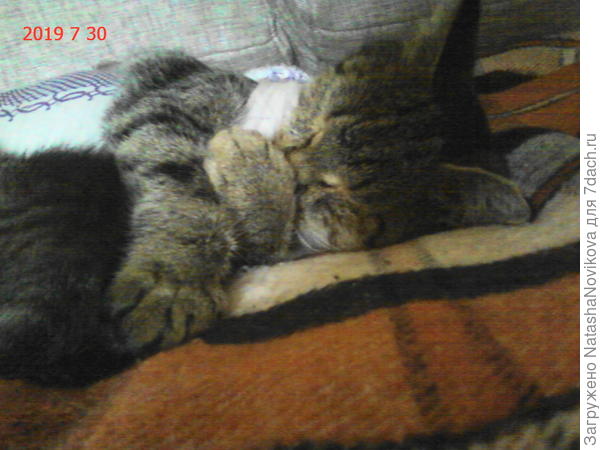 вчера Масяню стерилизовали, спит бедненькая в бандаже, ветеринар сказал, что наша пришлая кошечка породистая и порда у неё &quot;Курильский бобтейл&quot; в интернете прочитала всё про эту породу и всё сошлось)) вот такая Масяня оказалась - породистая красотка.