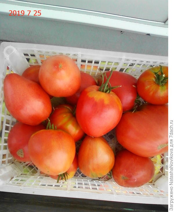 очень люблю Р/М за раннеспелость, мясистость, малое кол-во семян