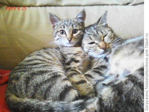 Масяня после окота отдыхает, а Рыська вся испуганная)) маленький теребит мамку))