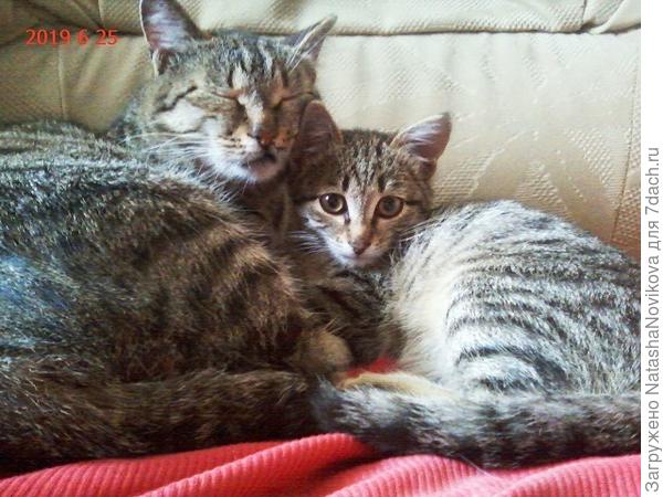 и вот 25 июня Масяня родила ещё одного котика, вон там он уних посрединке спрятался