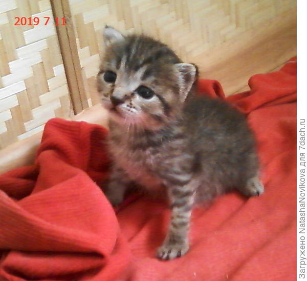 вот такой котик Барсик растёт