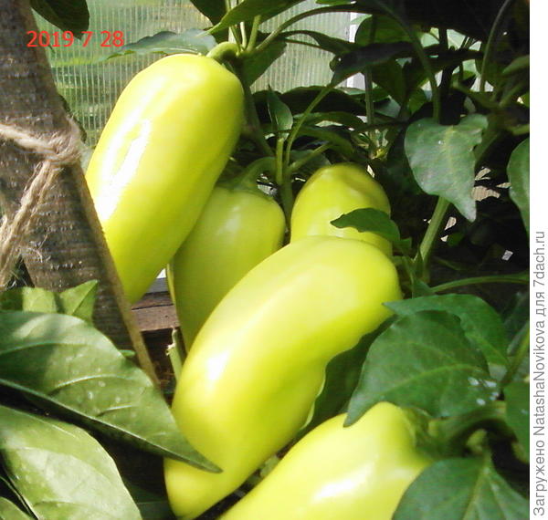 вкусный и красивый