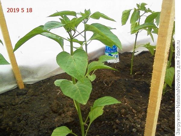 таким я его высадила