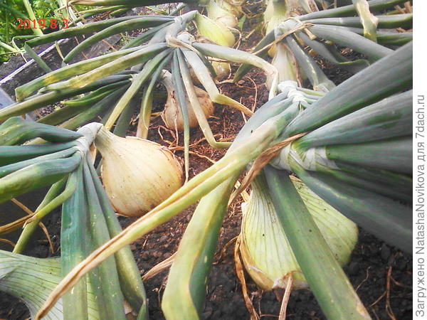 красавчик))