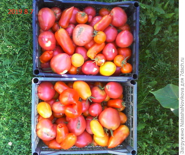 сегодня вот опять