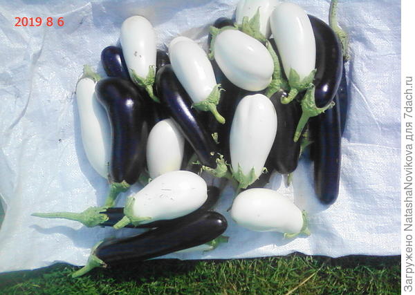 и да, согласна с Татьяной - &quot;Баклажанов должно быть много у всех&quot; ))))