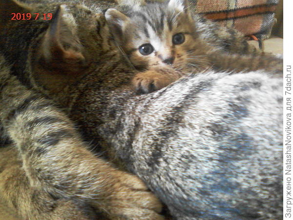 лупоглазый Барс