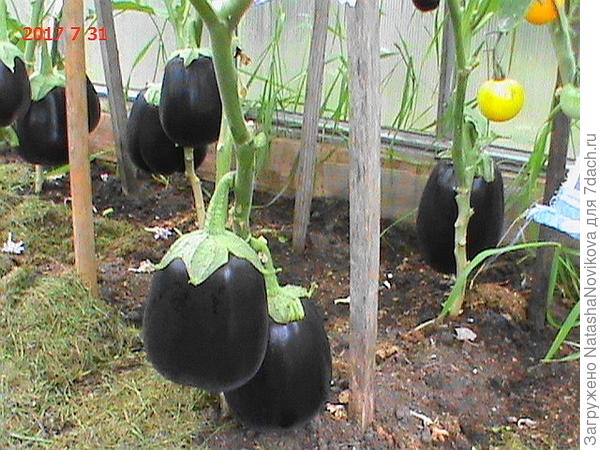 настоящие пузаны