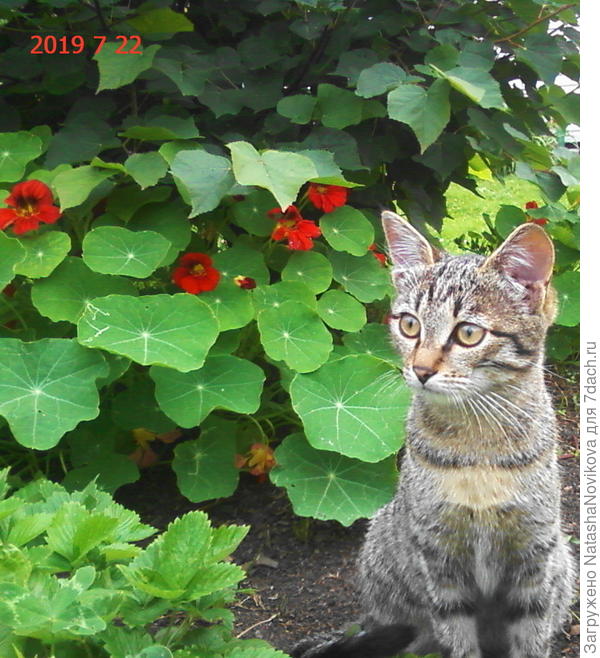 Рыська - огородница