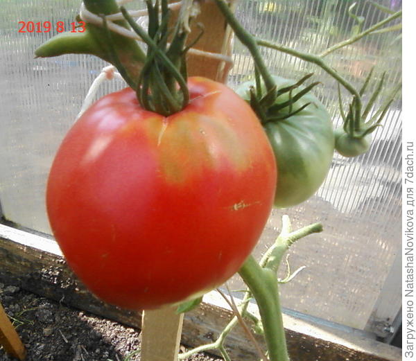 были плечики и почти нету