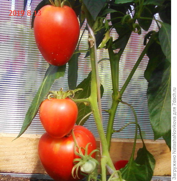 нету плечиков)