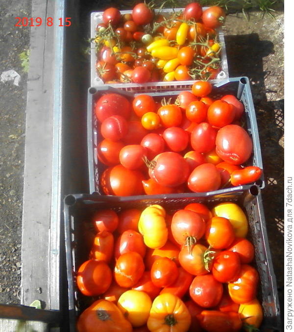 с срезала всё красное, но и зелени ещё много