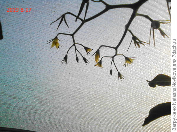 внутри теплицы