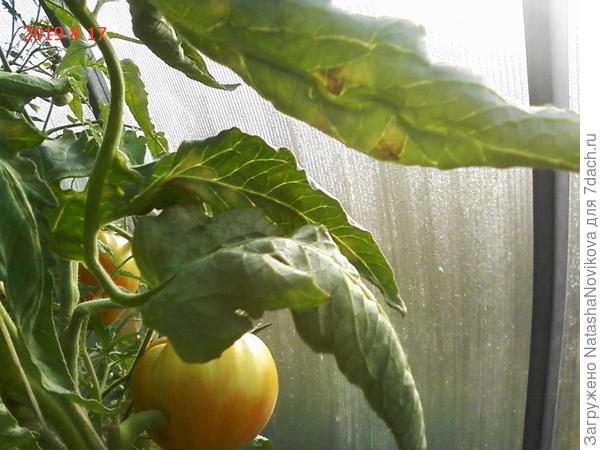 всё мокрое от конденсата(.