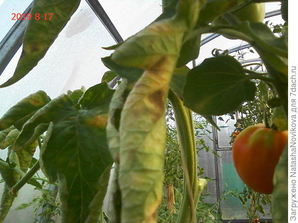 Грибок на помидорах в теплице