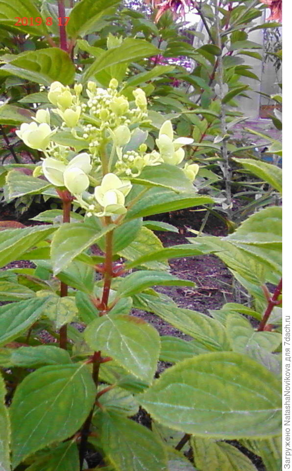 эта малявка успеет