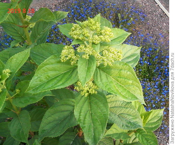 лайм лайт не успевает, очень жарко ему