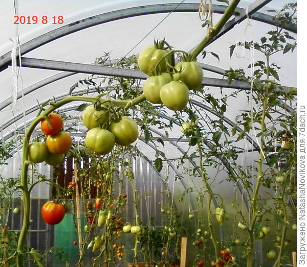 пусть голышом доживают